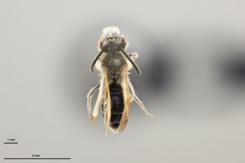Media type: image;   Entomology 518920 Aspect: habitus dorsal view